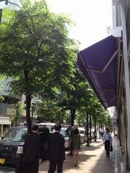 namiki_street.jpg