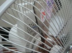 sharp_fan_4.jpg